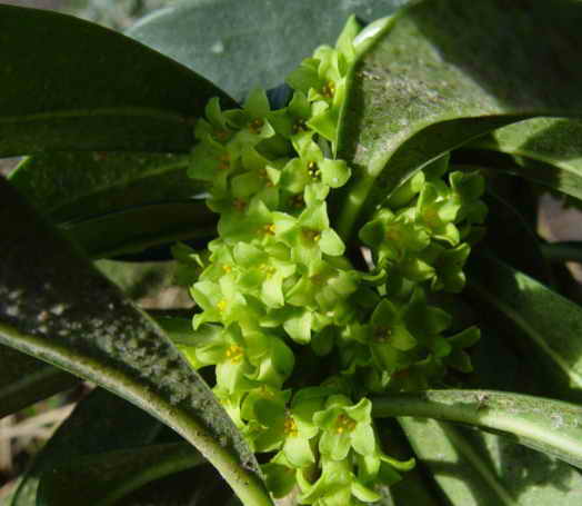  Image name: daphne4.jpg 
 width: 524 pixel 
 height: 455 pixel 
 Size: 22321 bytes 
 Click to enlarge 